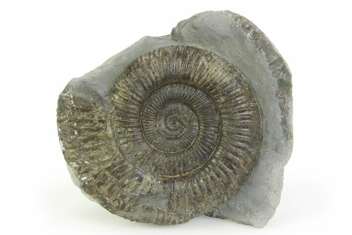 Jurassic Ammonite (Dactylioceras) Fossil - England #351319